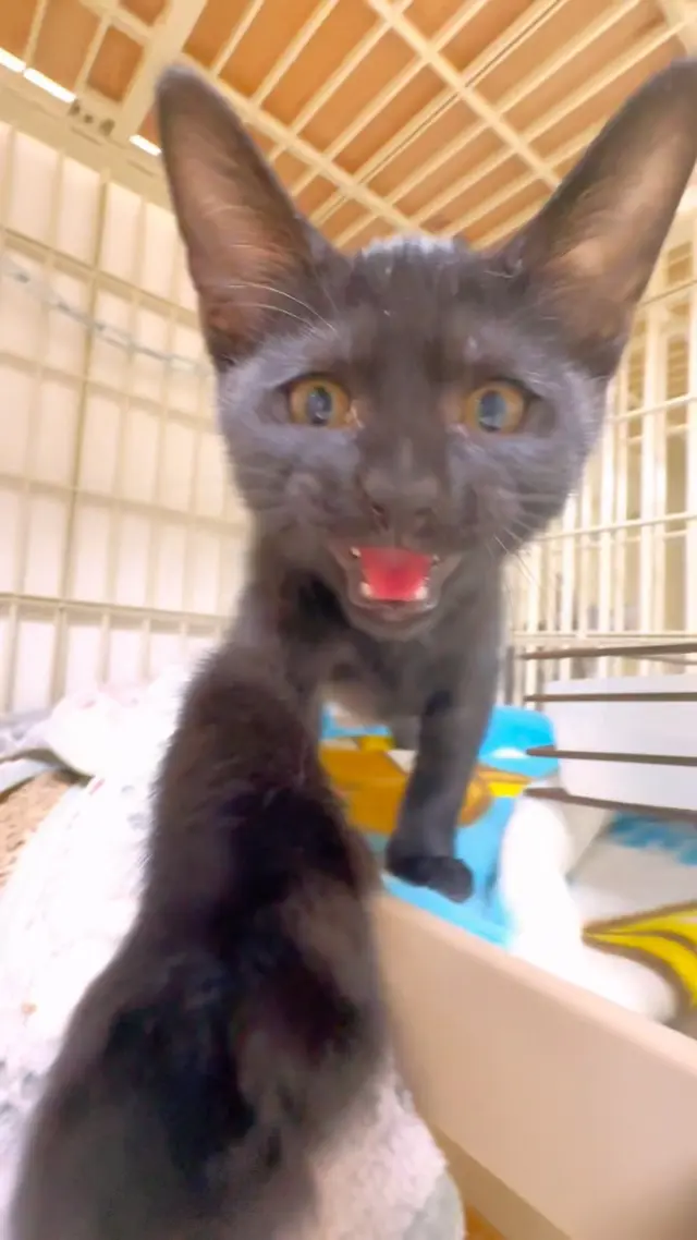 にゃむにゃむ。

「保護猫カフェかつお」は、家族を探している猫ちゃんがいるシェルターです。新入生や卒業生などの情報は現在xメインで投稿しています🙇‍♀️ 

xなど他のSNSはプロフィールのURLから飛べます！

（こちらの黒猫ちゃんはご家族に迎えていただきました☺️✨）
⁡—
阪神甲子園球場前、ラーメン屋「麺とかつおの物語」二階に
「保護猫カフェかつお」があります。
是非、猫ちゃんたちに会いに来てください🥰

⁡
__________ __________🌿
　

#保護猫カフェかつお #保護猫カフェ #保護猫 #猫カフェ #保護猫活動 #保護猫と暮らす #甲子園保護猫カフェ #西宮 #西宮保護猫カフェ #大阪デート #里親募集_兵庫 #大阪 #甲子園  #にゃんすたぐらむ #ねこすたぐらむ  #ねこのいる生活  #猫のいる暮らし #ねこ  #ねこのきもち  #ねこ部  #みんねこ  #猫との暮らし #ネコ #猫 #茶白猫  #猫スタグラム #猫部  #黒猫  #ねこすきさんと繋がりたい #里親募集猫