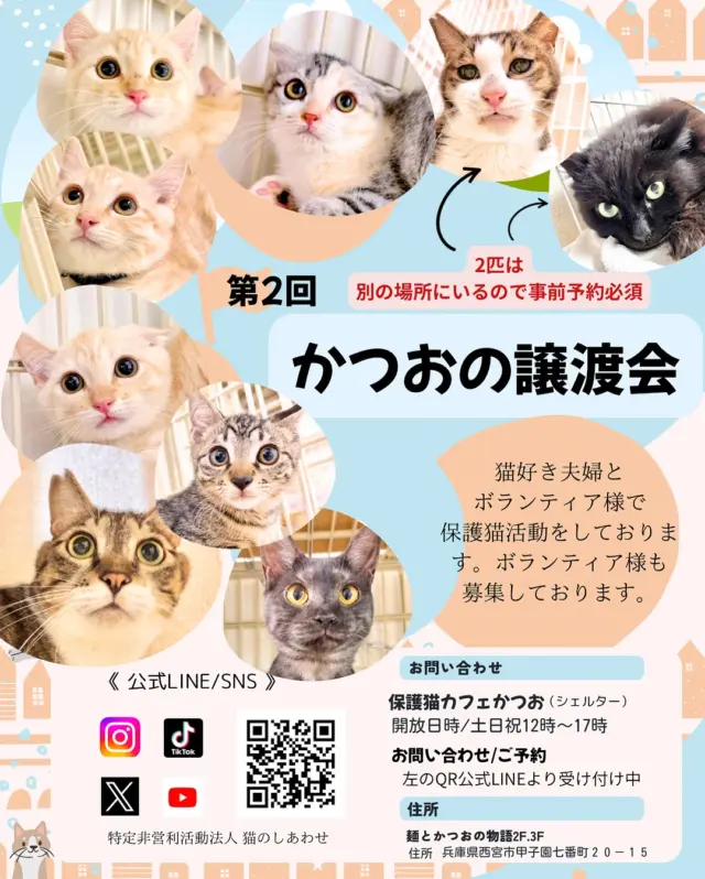 【里親会のお知らせ】

7月27日「保護猫カフェかつお」で里親会を開催します！！
この日は「里親希望様のみ」のご案内になります🙇‍♀️

猫ちゃんを家族にお迎えしたい方、ご質問などは
公式LINEよりお問い合わせ、ご予約をお願いします☺️🙏

公式LINEはお写真最後のQRもしくは
プロフィールのリンクから飛べます✨

※9.10枚目の子は現在、別の場所にいますので
希望の方は事前にご連絡をお願いします。
⁡————

阪神甲子園球場前、ラーメン屋「麺とかつおの物語」二階に
「保護猫カフェかつお」があります。
是非、猫ちゃんたちに会いに来てください🥰

⁡
__________ __________🌿
　

#保護猫カフェかつお #保護猫カフェ #保護猫 #猫カフェ #保護猫活動 #保護猫と暮らす #甲子園保護猫カフェ #西宮 #西宮保護猫カフェ #譲渡会 #里親募集_兵庫 #大阪 #甲子園  #にゃんすたぐらむ #ねこすたぐらむ  #ねこのいる生活  #猫のいる暮らし #ねこ  #ねこのきもち  #ねこ部  #みんねこ  #猫との暮らし #ネコ #猫 #里親会  #猫スタグラム #猫部  #里親募集  #スコティッシュ #里親募集猫