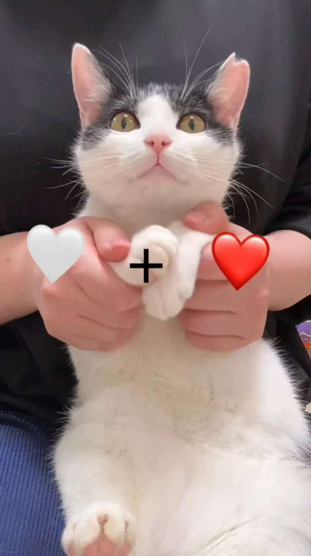 里親さんを募集しています☺️
お名前は しょうた君！

ずっと抱っこしていても、お利口さんにお膝で過ごしてくれる甘えん坊の男の子です✨
尻尾・お腹・お耳・お口・おてて…どこを触っても平気で、なでなで大好きです🫶

しょうた君へのお問い合わせは、プロフィールリンクの公式LINEよりお願いいたします🙇‍♀️

#保護猫カフェかつお #里親募集中 #里親募集猫 #子猫 #保護猫