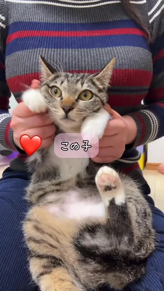 里親さんを募集しています☺️
お名前は ちかちゃん！

女の子らしくて、かなりキュートなお顔の靴下にゃんこ🐈
尻尾もたぬきちゃんみたいに短めでキュンとします🥰

ちかちゃんへのお問い合わせは、プロフィールリンクの公式LINEよりお願いいたします🙇‍♀️

#保護猫カフェかつお #里親募集中 #里親募集猫 #子猫 #保護猫