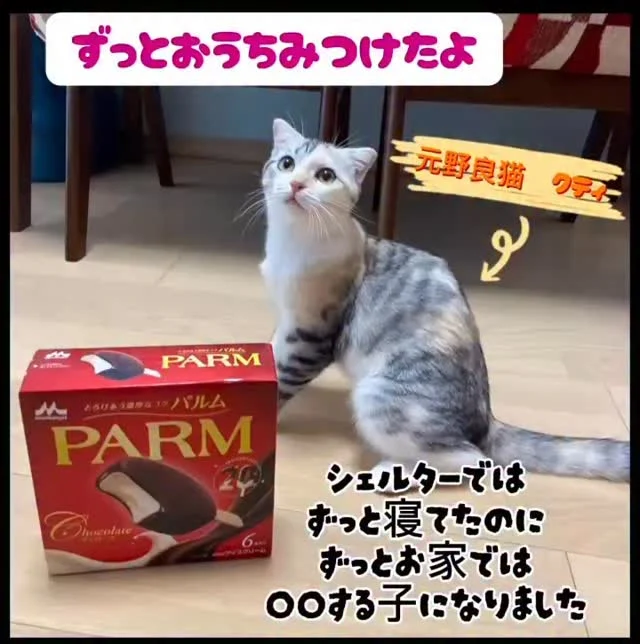 パルムちゃん（クティ）に家族ができました🐈💕
ボランティアのさとさんの家族になったパルムちゃんです🥰

さとさん初めての動画制作🎥
お外で頑張って生きていたパルムちゃんの、幸せになった姿を見てください✨

保護猫カフェかつおには
まだ家族を待っている猫ちゃん達がいます🏠

#保護猫カフェかつお #保護猫 #子猫 #パステル三毛猫