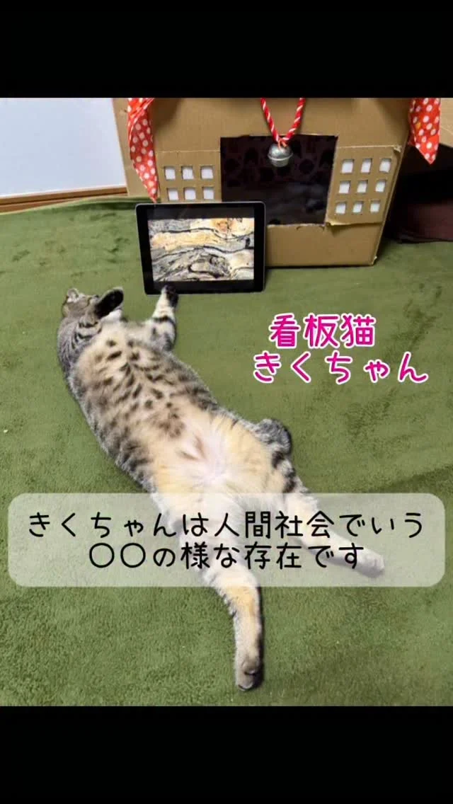 シェルターの看板猫ちゃん、きくちゃん（きくらげ）シェルターではこんな存在なんです🐈💕

保護したての頃は手も怖くて、顔を伏せてしまうような子だったんです。今ではシェルターのアイドル🎀

こちらの動画、ボランティアのさとさん動画制作、第二段です🎥✨

保護猫カフェかつおには
まだ家族を待っている猫ちゃん達がいます🏠

#保護猫カフェかつお  #保護猫 #キジトラ #猫のいる暮らし